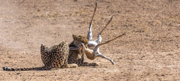 A Cheetah kill