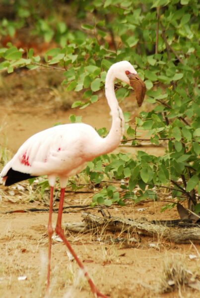 A Flamingo
