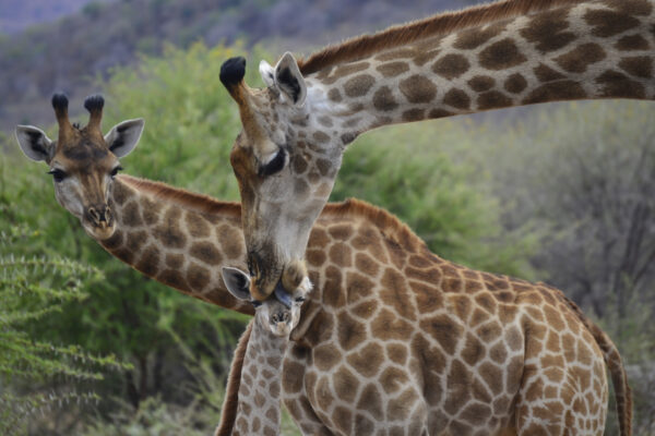 Alister White_ Giraffe Mother and Child_Marakele_ 8 Nov 2015