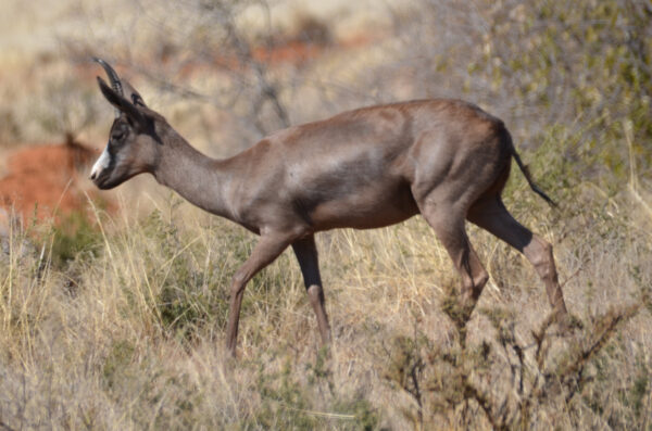 Black Springbok