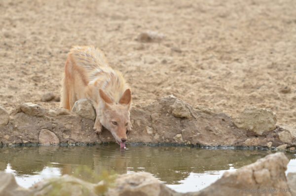 Black backed jackal with a mutation