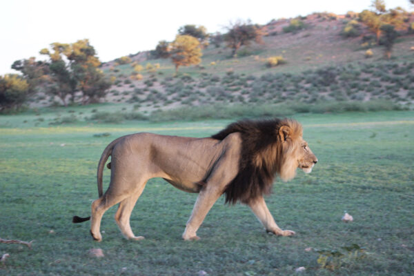 Black manned lion