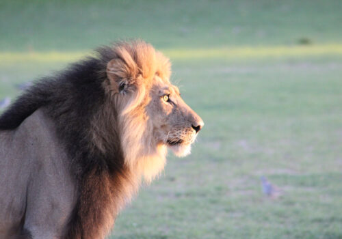 Spot a Black-maned Lion