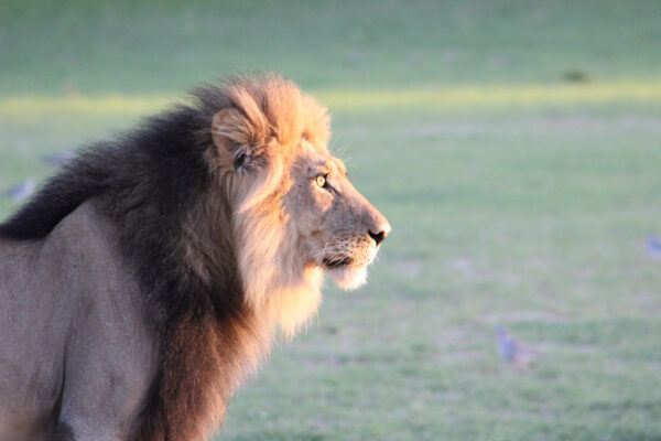 Black manned lion
