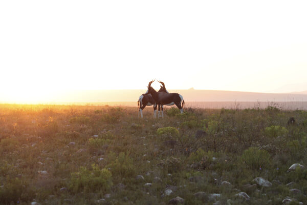 Bontebok