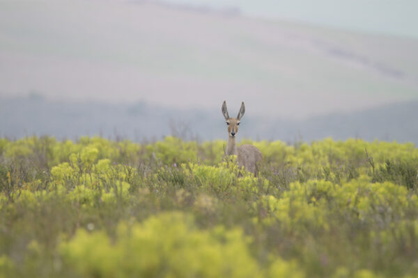 Bontebok