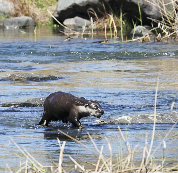 Cape Clawless Otter