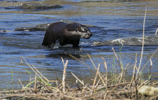 Cape Clawless Otter