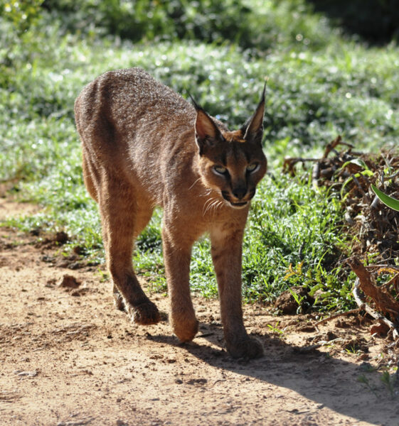 Caracal walking in road on Mbotyi Loop by Charl Bartie.