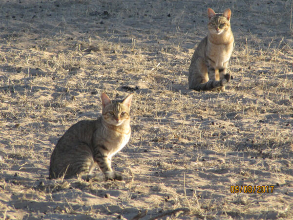 Cats
