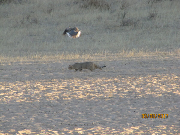 Cats hunting