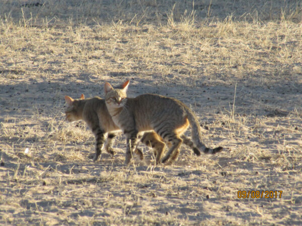 Cats hunting