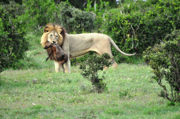 The lion catching the warthog