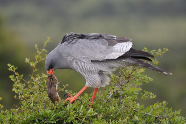 The pale chanting goshawk feeding on a mouse by Charl Bartie.