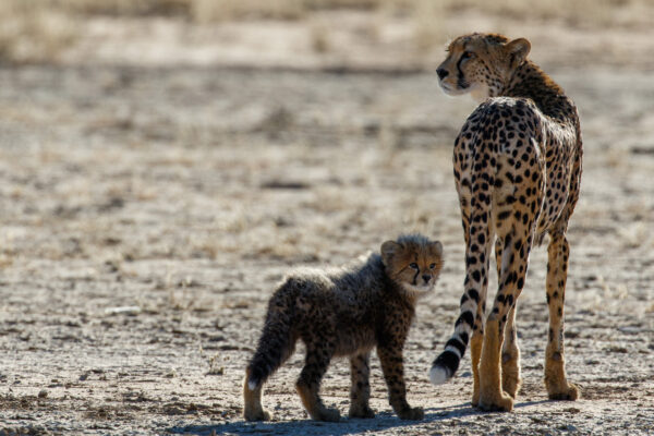 Cheetah and Cub