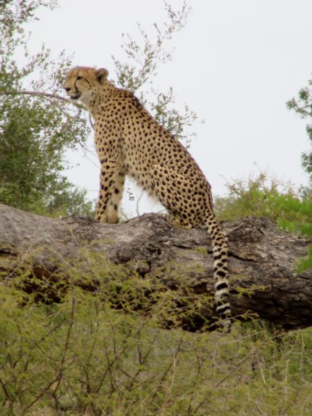 Cheetah by Helen Purdon on the S100 road near Satara.