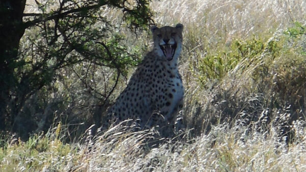 Cheetah in long grass