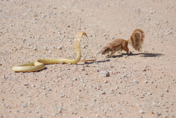 Cobra and Squirrel