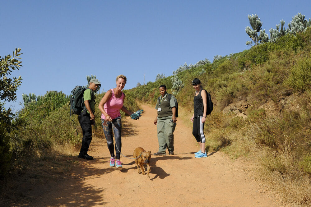 Dog walking down Lions Head