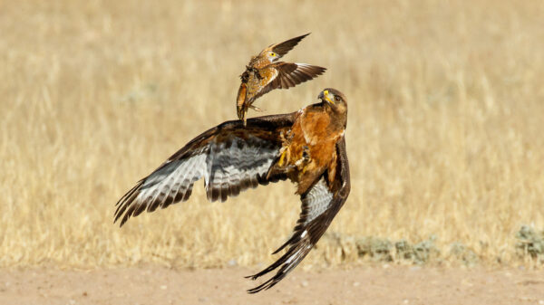 Eagle
