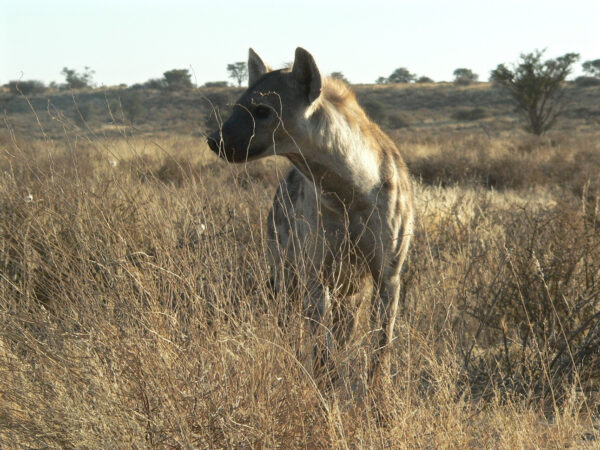 Female Hyena