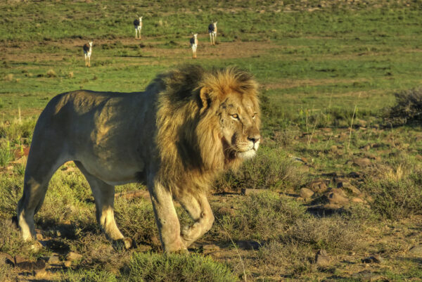 Going home after an overnight hunting by Going by Jan Sander