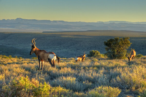Grazing Red Hartebeest