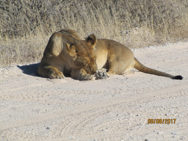 Grooming lioness