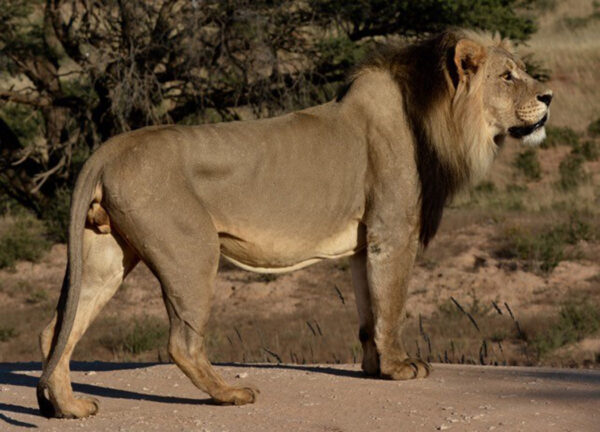 Black Maned Lion by Hennie Krugel.