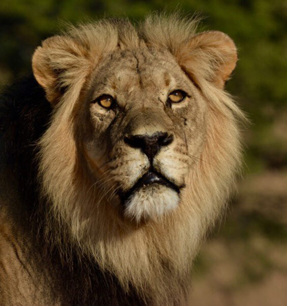 Black Maned Lion by Hennie Krugel