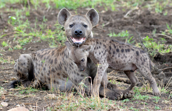 Hyena and cub by Huibrecht de Klerk on the S28. April 2016