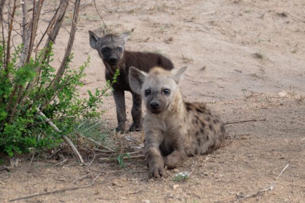 Hyena-baby by Eve Robert on the Malelani to Skukuza road. December 2015