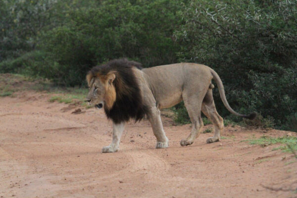 Blackmaned Lion