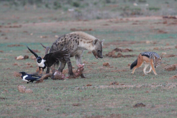 Hyena feeding on a kudu carcass with jackal and crows waiting for scraps