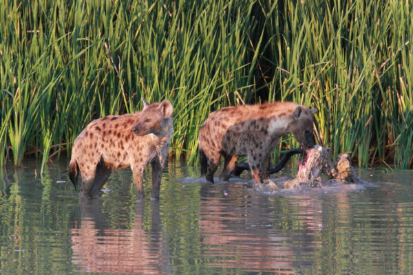 Hyena feeding on a kudu carcass with jackal and crows waiting for scraps