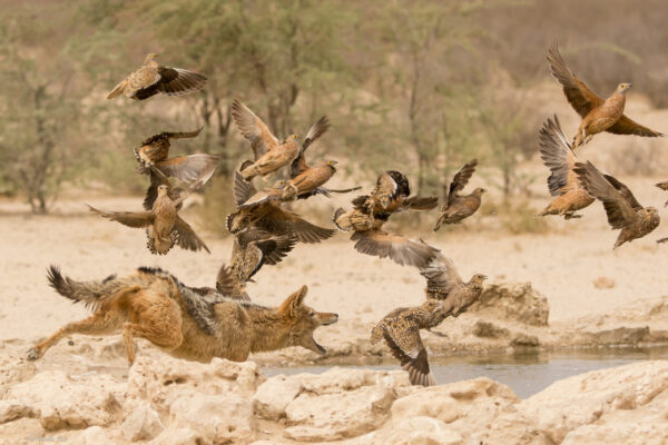 Jackal catching Burchell’s Sandgrouse _ Kgalagadi_Nosob _Neville Hein _6 Nov 2015