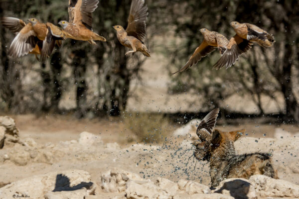 Jackal catching Burchell’s Sandgrouse