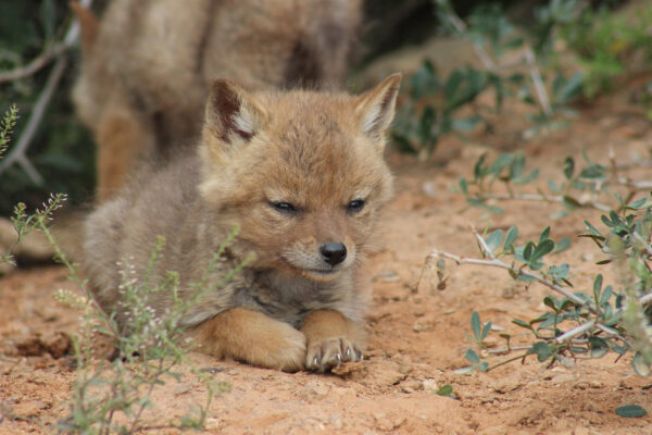 Jackal pup