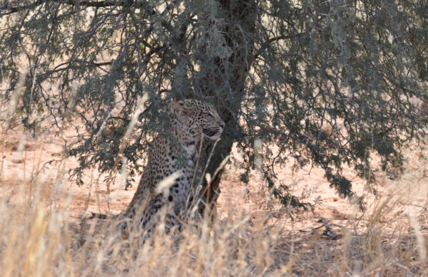 Leopard