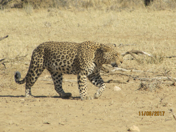 Leopard