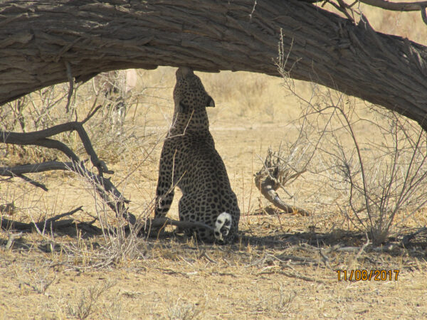 Leopard