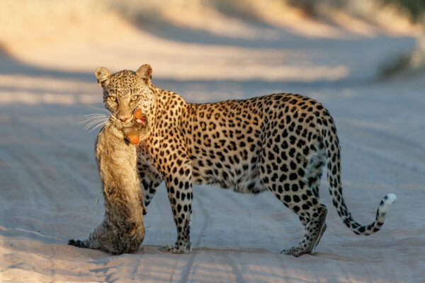 Leopard