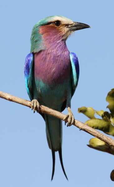 Lilac Breasted Roller by John Braham on the S128 Lower Sabie S40 Satara. April 2016