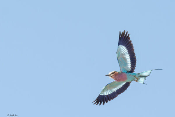 Lilac-breasted Roller.