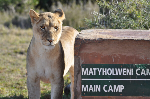 Lion Cub