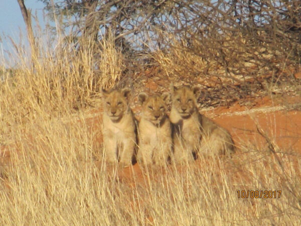 Lion Cubs