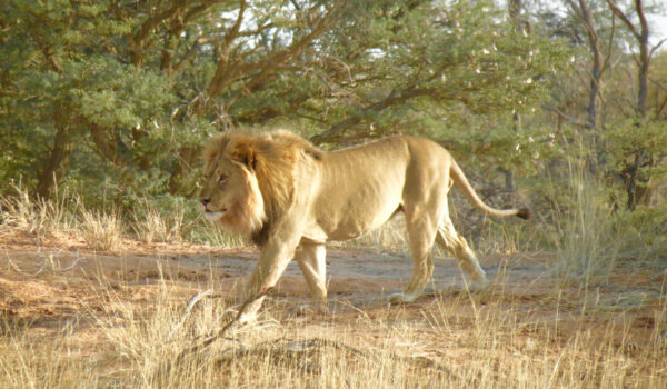Lion