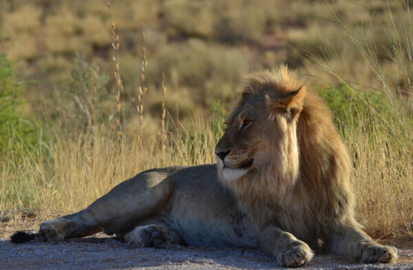 Lion