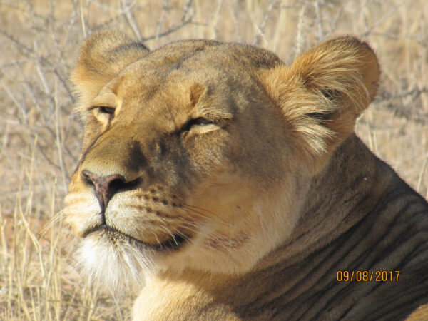 Lioness