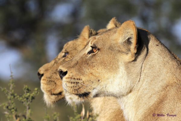 Lions watching the prey